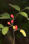 Southern spicebush <BR>Pondberry